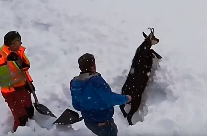 Austria camoscio sotto la neve
