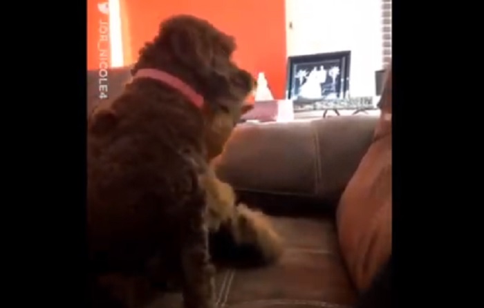 YOUTUBE Cane accarezza gatto, il micio risponde con un abbraccio