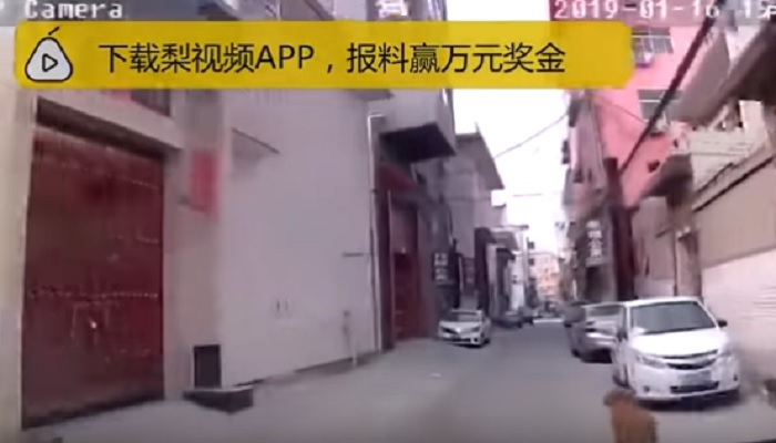 cina golden retriever