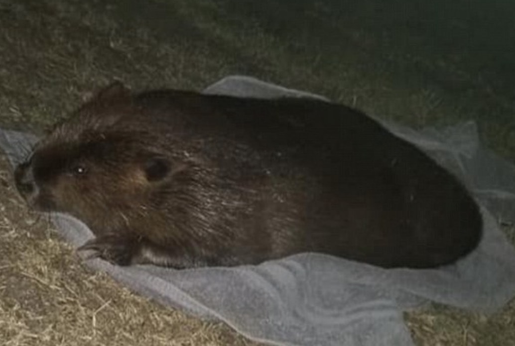 Violenta un castoro sotto effetto delle metanfetamine: arrestato