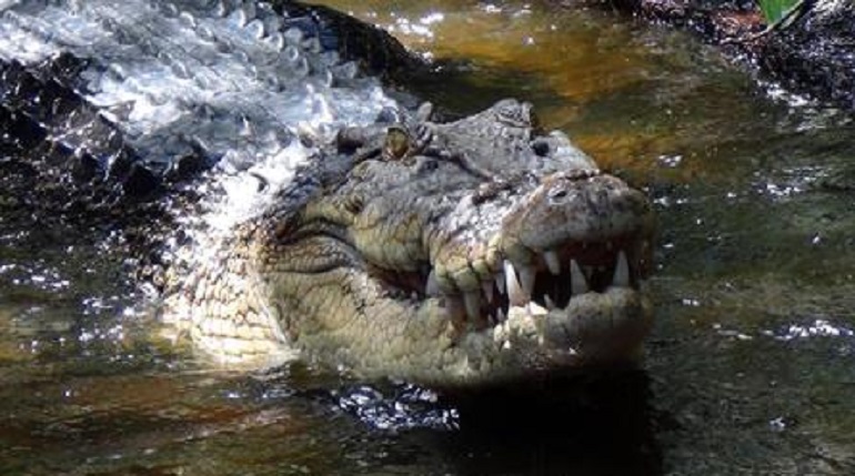 Filippine, morde la zampa di un coccodrillo e salva la vita al figlio 12enne (foto d'archivio Ansa)