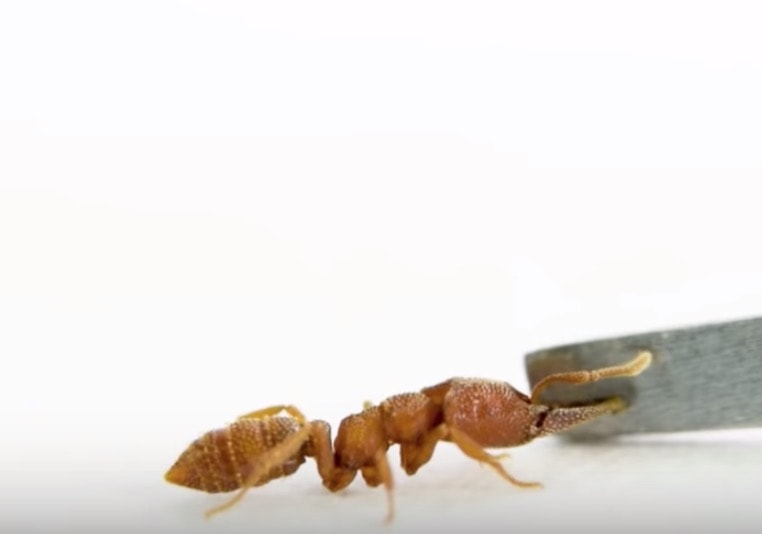 Formiche vampiro: mordono la preda a 320 km orari e poi ne succhiano l'emolinfa VIDEO