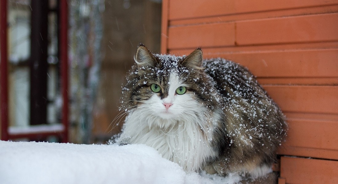Gatti, cani e uccellini: come proteggerli dal freddo