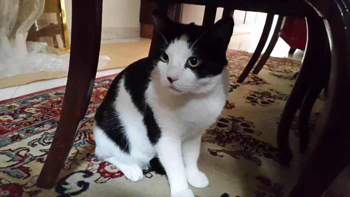 Roma. Cani, gatti, volpi: obbligo di soccorso, divieto di tinta, microchip