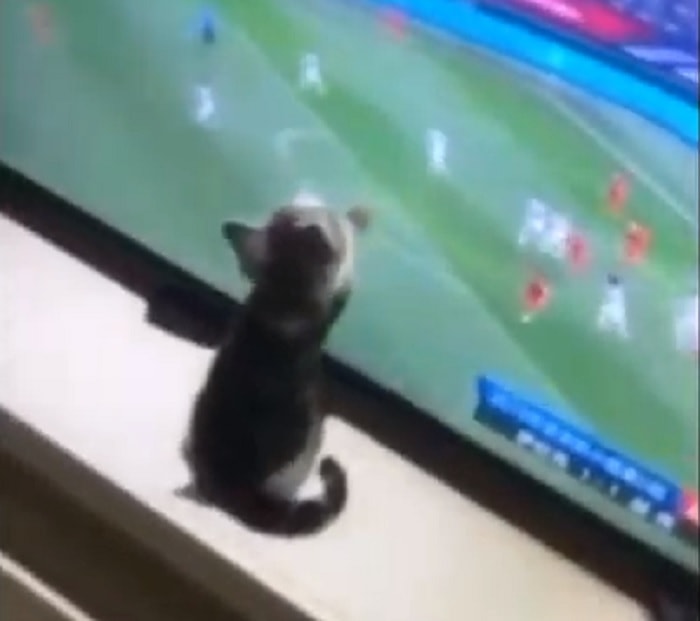 Gatto prova prendere pallone tv