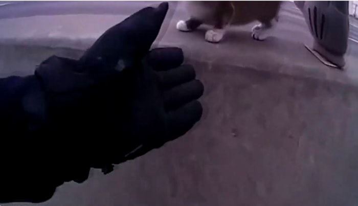 gatto salvato austostrada