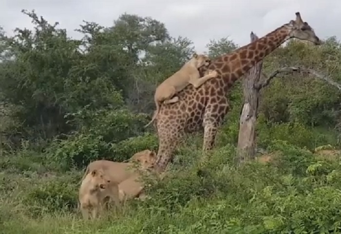 Leoni collo zampe giraffa