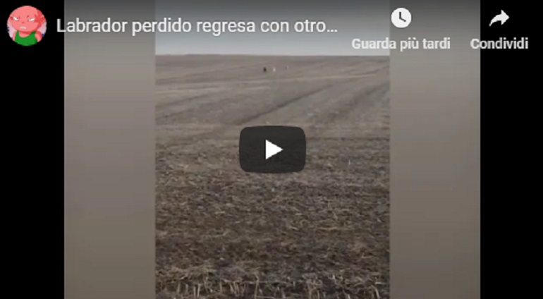 YOUTUBE Il labrador scappa di casa ma poi torna dal padrone insieme a... una capretta