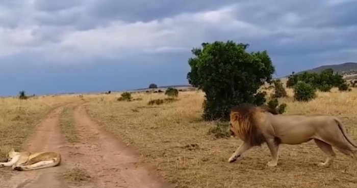 Loene eccitato Kenya