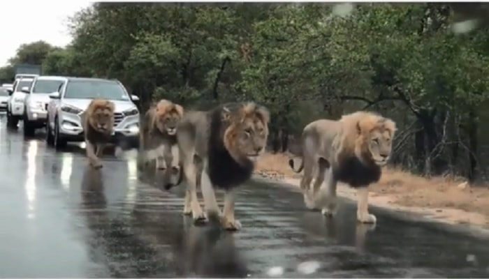 Leoni procedono lentamente