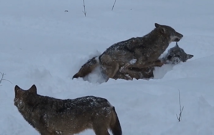 Parco Nazionale Abruzzo lupi