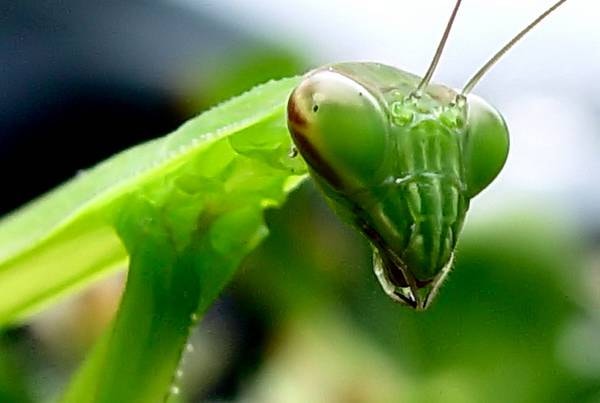 Bra. Colta sul fatto "mantide" mentre avvelenava il marito in ospedale. Gli somministrava topicida