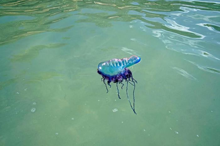 Meduse blu invadono i mari dell'Australia: 3.500 persone punte in pochi giorni