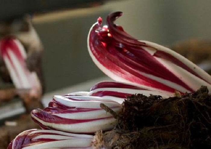 Leghisti alla sagra del radicchio, 50 intossicati: "Ipotesi lassativi nei piatti"