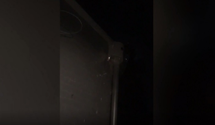 Novak Djokovic e il ragno