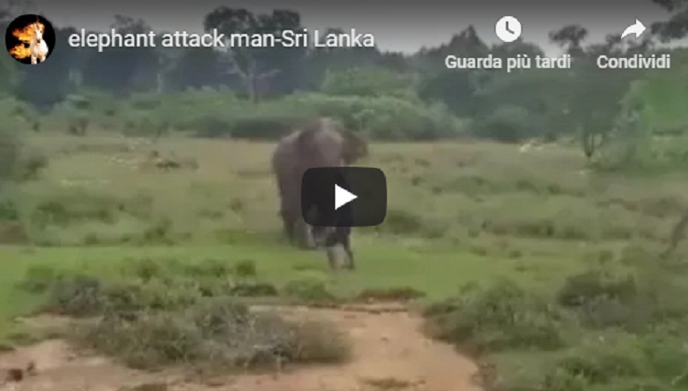 YOUTUBE Sri Lanka, cerca di ipnotizzare un elefante: muore calpestato