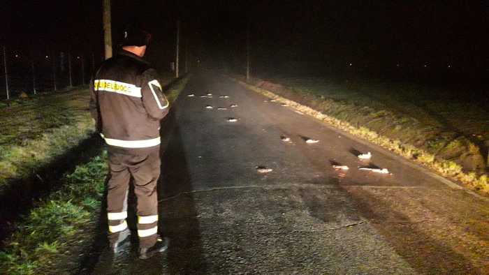 Cesena, invasione di topi: entrano anche nelle case VIDEO