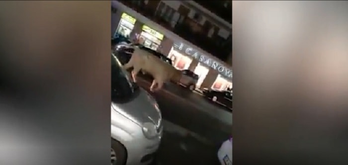 Roma, toro scappa recinto