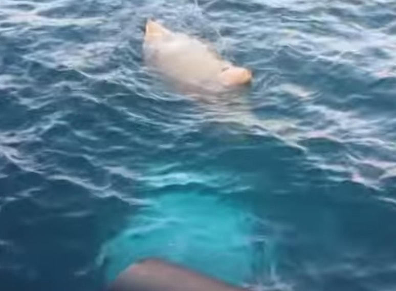 Trieste, auto in mare: il recupero dei sommozzatori tra bora e gelo VIDEO