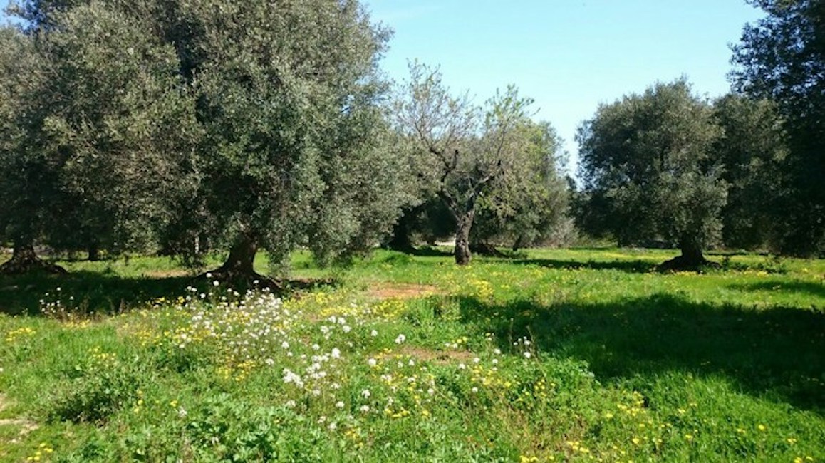 Vito Mazzi trovato impiccato ad un albero. La moglie: "Ucciso per debiti di gioco"