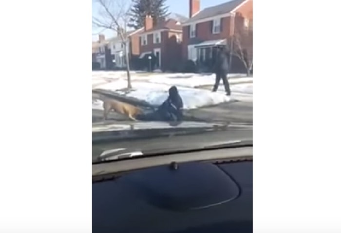 detroit cane attacca il postino