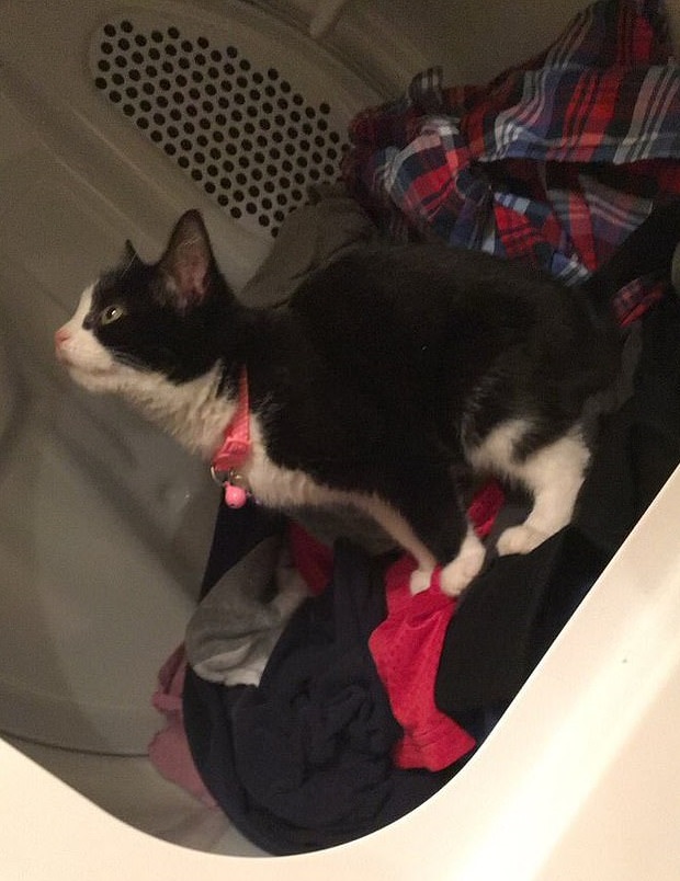 Gatto, i posti più bizzarri in cui si mettono: nell'asciugatrice, appesi allo scheletro (finto) 10