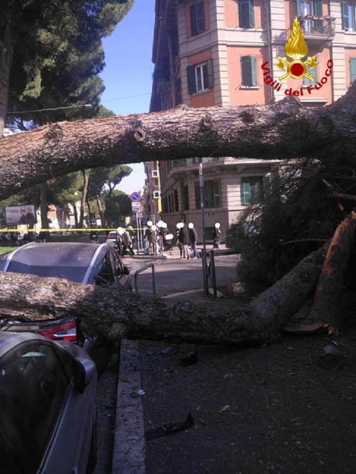 Roma, pino crolla vicino al liceo Giulio Cesare: due auto schiacciate