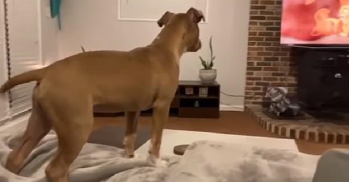 luna cucciolo guarda il re leone