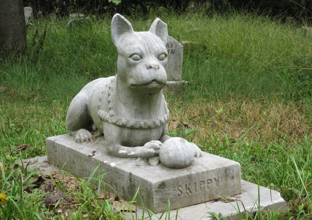 Pompe funebri per cani e gatti, denuncia Aidaa: "Attenti a false agenzie che chiedono soldi"