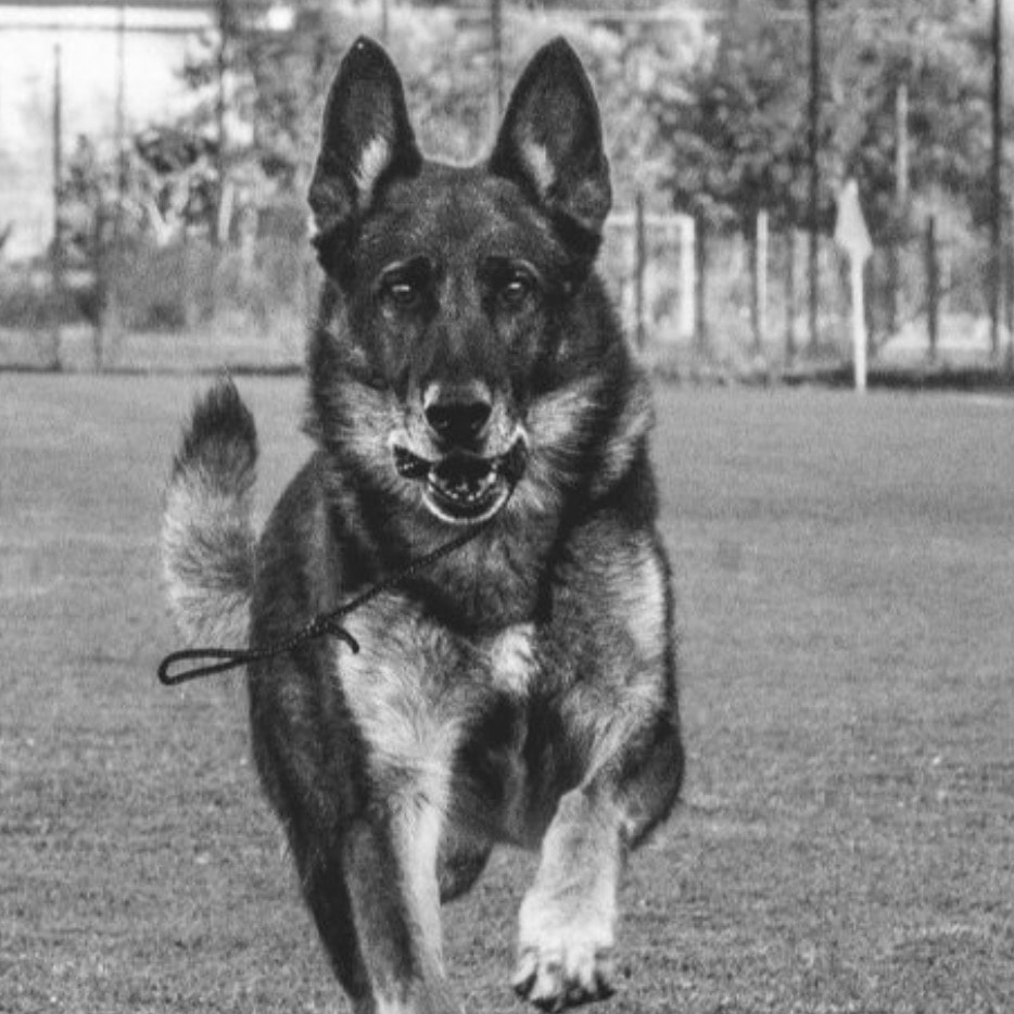 Rigopiano: è morto Falco, il cane eroe che salvò i bambini sepolti dalla valanga