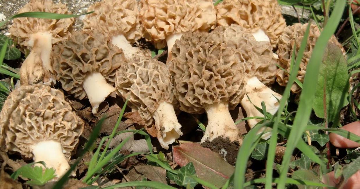 Valencia, muore dopo aver mangiato risotto ai funghi nel ristorante stellato