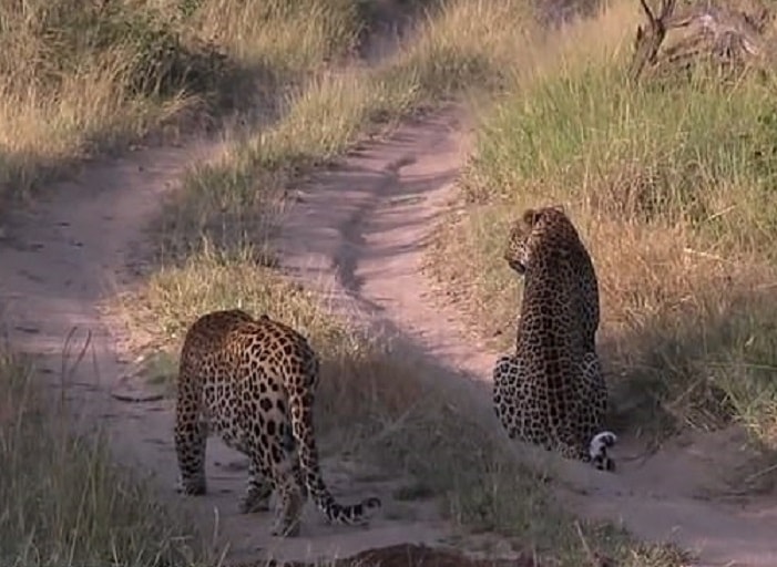 Leopardo attacca altro leopardo