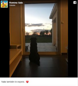 Emiliano Sala, il suo cane Nala lo aspetta seduto davanti la finestra