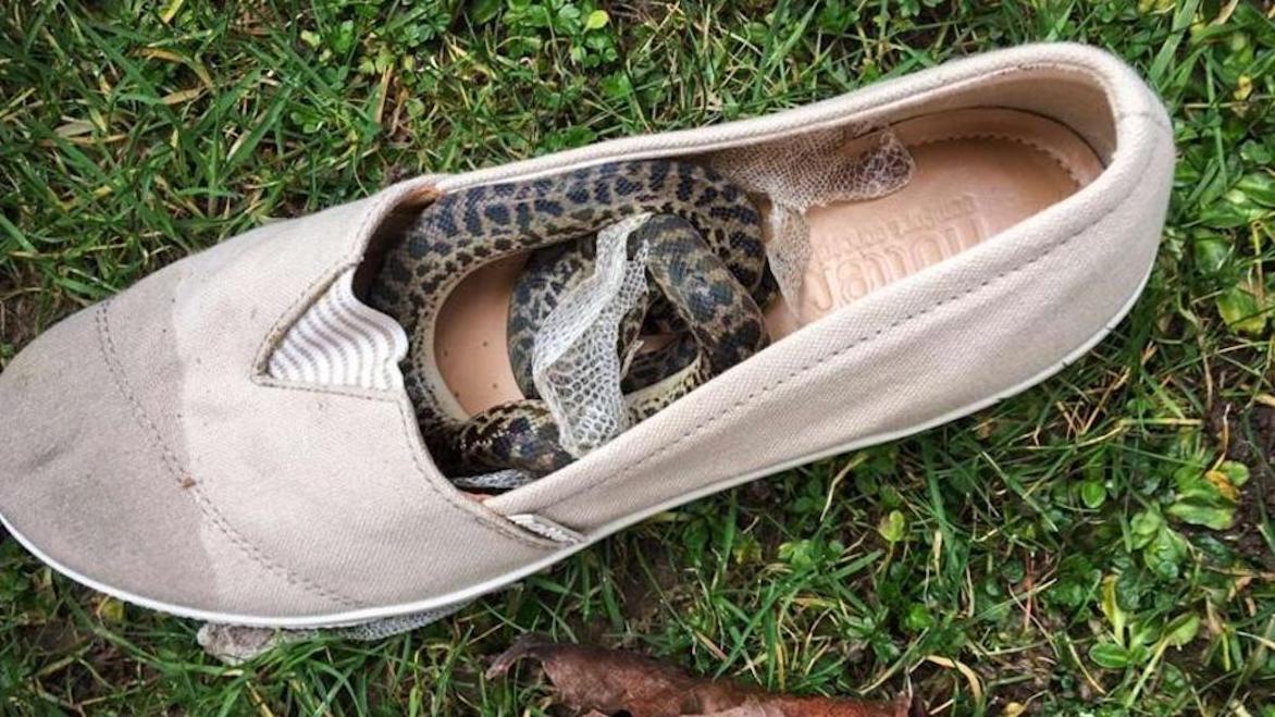 Scozia, disfa le valigie dopo un viaggio in Australia e trova un pitone nascosto nelle scarpe