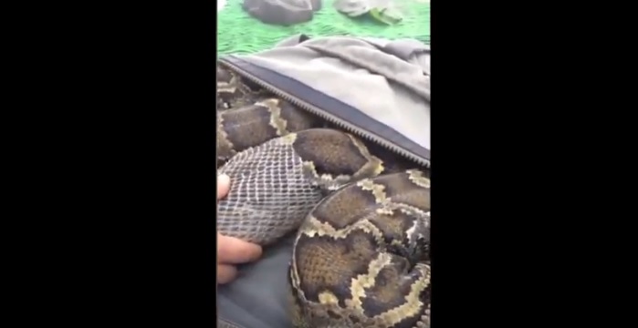 pitone birmano lungo 3 metri