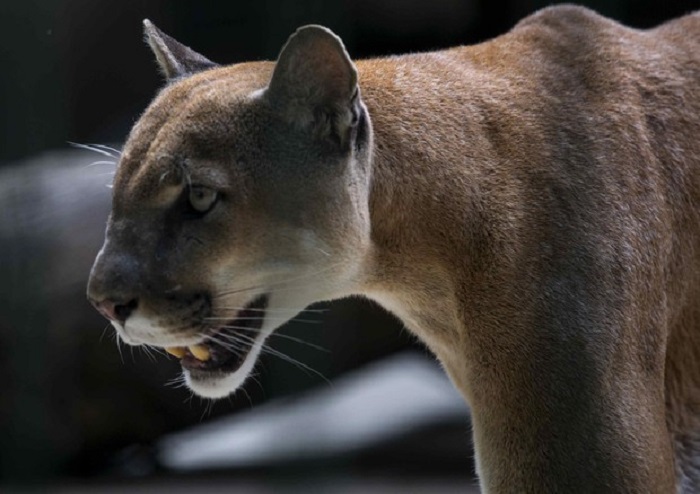 Puma attacca jogger negli Usa: lui lo strangola a mani nude