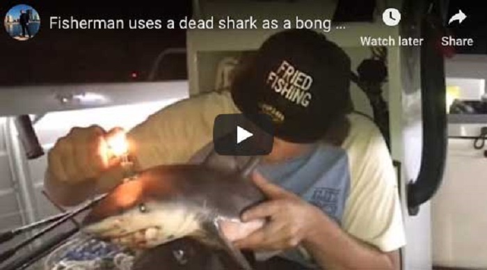 Australia, un ragazzo uccide un baby squalo e poi lo usa come bong per fumare VIDEO (YouTube)