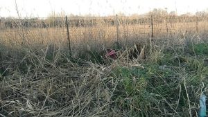 Tor di Valle, area sotto sequestro per rifiuti sparsi6