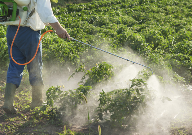 frutta verdura pesticidi