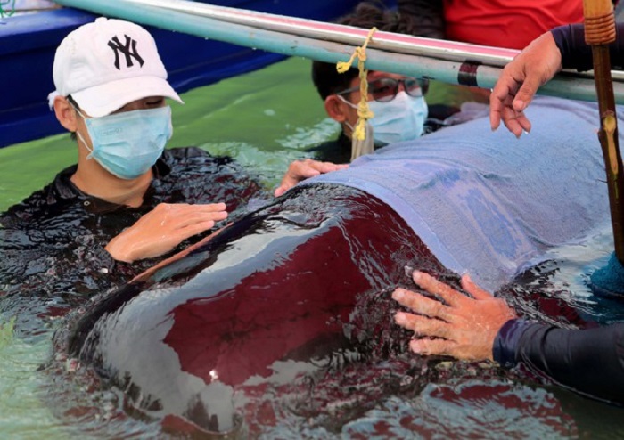 Filippine: trovata balena morta con 40 kg di plastica nello stomaco