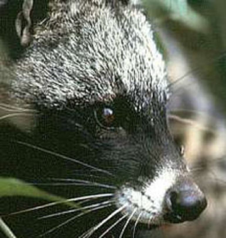 Belen Rodriguez, l'appello dell'AIDAA: "Non sponsorizzare il caffè ricavato dalla cacca degli zibetti" (foto Wikipedia)