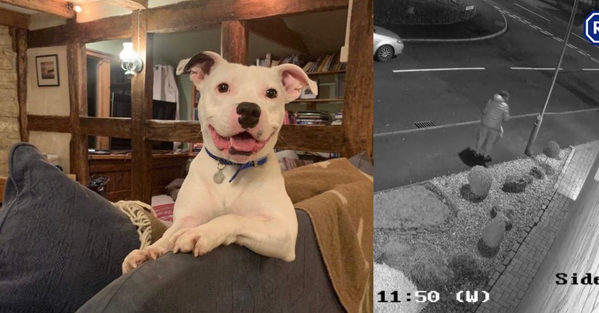 Snoop, il cane abbandonato a Natale ha trovato un nuovo padrone: "Ora vive come un re"