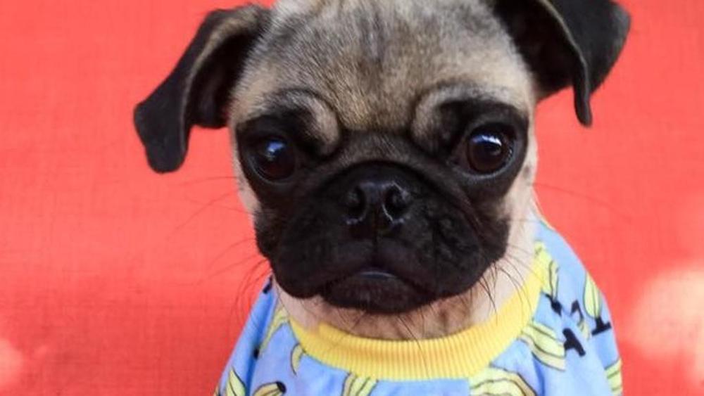 Germania, non paga le tasse: le pignorano il cane e lo vendono su eBay