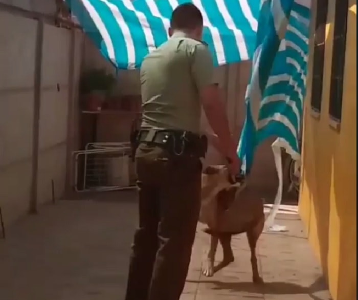 cile cane incastrato