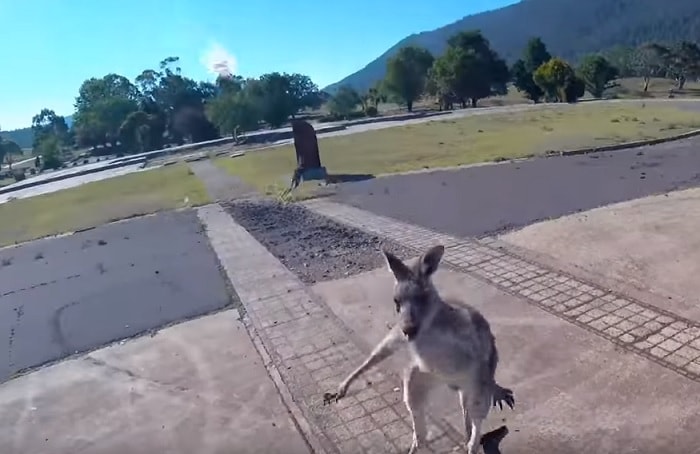 autalia canguro parapendio