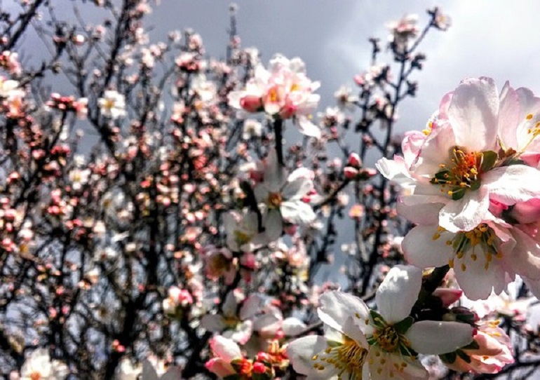 L'Equinozio di primavera è oggi (alle 20,58) e non il 21 marzo. Ecco perché (foto Ansa)