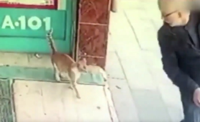 istanbul gatta randagia