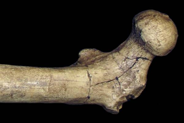 Etiopia, ossa di ominide Ardipithecus ramidus indicano il passaggio alla posizione eretta