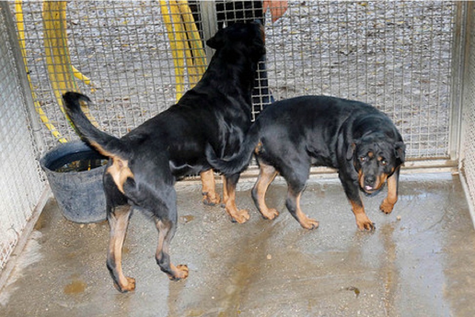 Nettuno, 17enne sbranata viva dai suoi 4 rottweiler: è grave