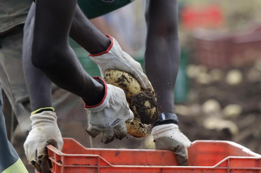 florida robot raccolta fragole